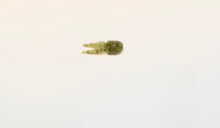 Load image into Gallery viewer, Zoom Tiny Salty Chunk