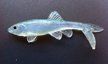 Load image into Gallery viewer, Little Creeper Baits Trash Fish 6"