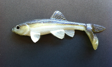 Load image into Gallery viewer, Little Creeper Baits Trash Fish 6"