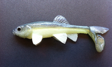 Load image into Gallery viewer, Little Creeper Baits Trash Fish 6"