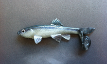 Load image into Gallery viewer, Little Creeper Baits Trash Fish  6"
